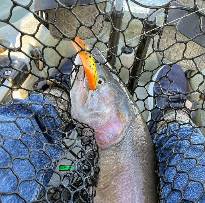 fish lure on fence DT Leopard Color Girofish J5 2 3/4 inch / 4X Barbed Treble Hook
